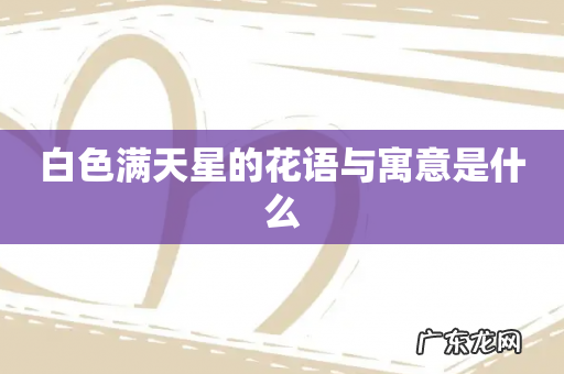 白色满天星的花语与寓意是什么