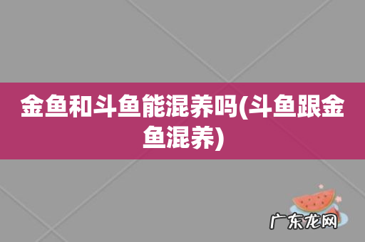 斗鱼跟金鱼混养 金鱼和斗鱼能混养吗