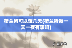 荷兰猪饿一天一夜有事吗 荷兰猪可以饿几天