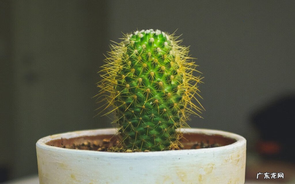 蝴蝶风水代表什么作用 木瓜树风水代表什么作用