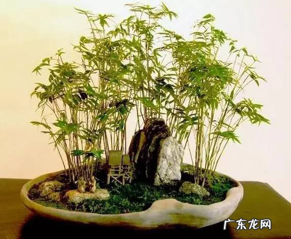 蝴蝶风水代表什么作用 木瓜树风水代表什么作用