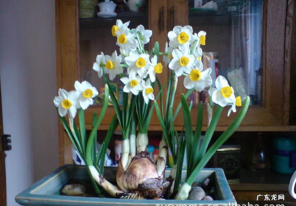 蝴蝶风水代表什么作用 木瓜树风水代表什么作用