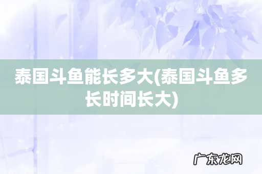 泰国斗鱼多长时间长大 泰国斗鱼能长多大