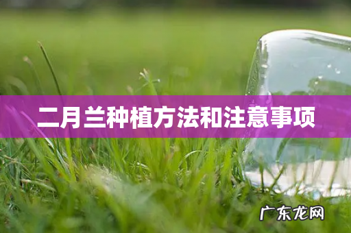 二月兰种植方法和注意事项