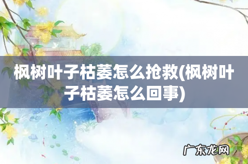 枫树叶子枯萎怎么回事 枫树叶子枯萎怎么抢救