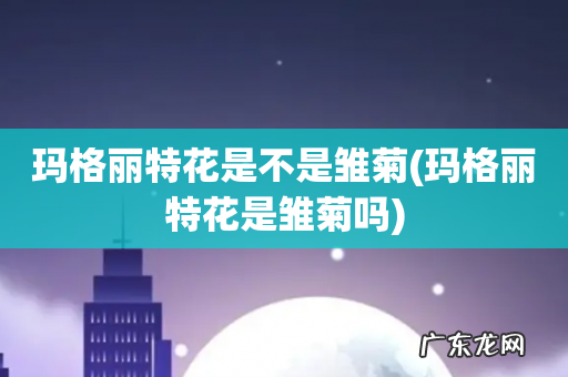 玛格丽特花是雏菊吗 玛格丽特花是不是雏菊