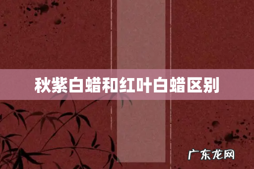 秋紫白蜡和红叶白蜡区别