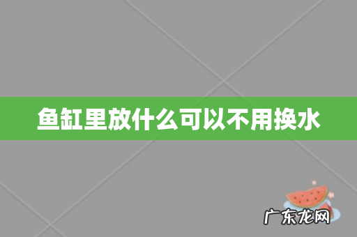 鱼缸里放什么可以不用换水
