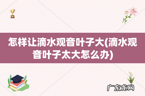 滴水观音叶子太大怎么办 怎样让滴水观音叶子大