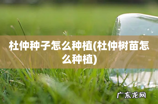 杜仲树苗怎么种植 杜仲种子怎么种植