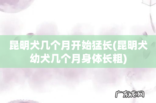 昆明犬幼犬几个月身体长粗 昆明犬几个月开始猛长