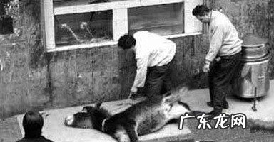 在活驴身上割肉 浇驴肉是什么