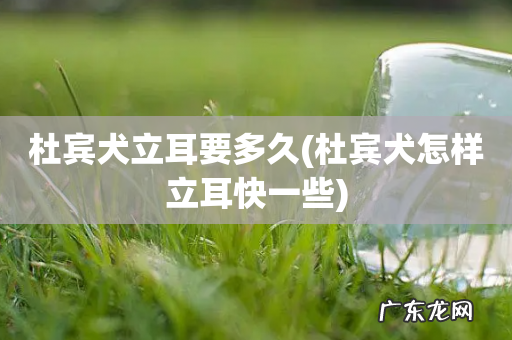 杜宾犬怎样立耳快一些 杜宾犬立耳要多久