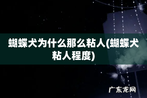 蝴蝶犬粘人程度 蝴蝶犬为什么那么粘人