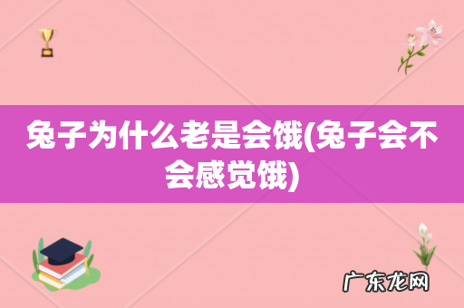 兔子会不会感觉饿 兔子为什么老是会饿