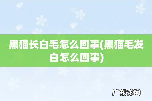 黑猫毛发白怎么回事 黑猫长白毛怎么回事