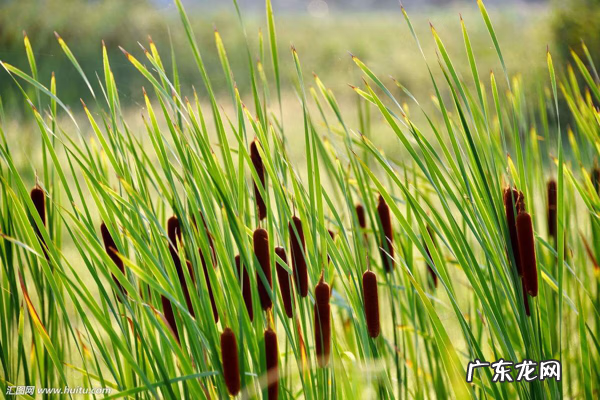 蒲黄的毒性 蒲黄