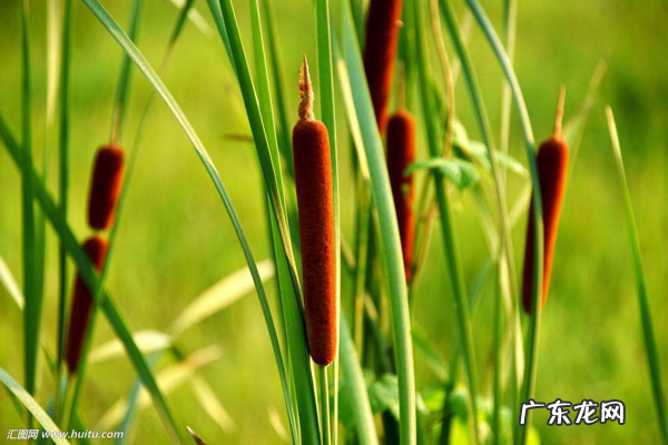 蒲黄的毒性 蒲黄