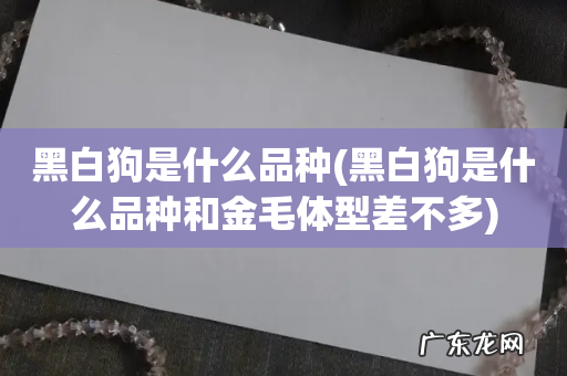 黑白狗是什么品种和金毛体型差不多 黑白狗是什么品种