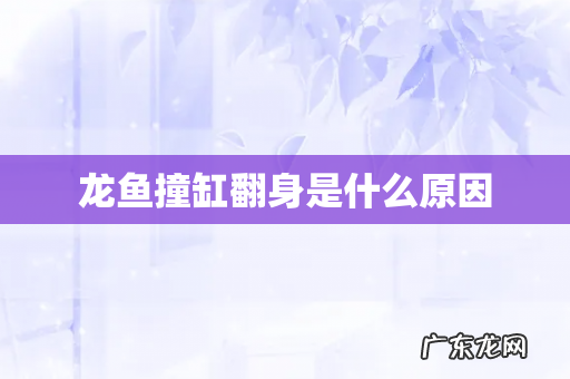 龙鱼撞缸翻身是什么原因