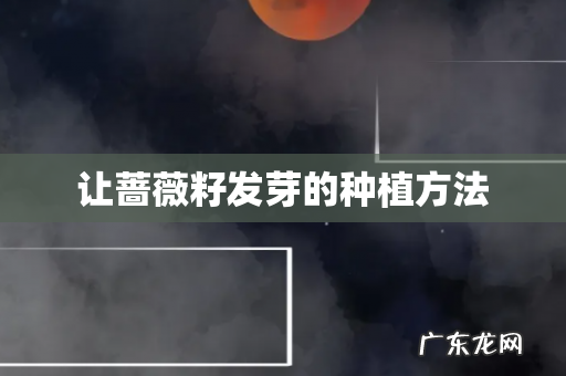 让蔷薇籽发芽的种植方法