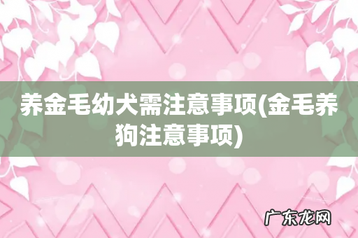 金毛养狗注意事项 养金毛幼犬需注意事项