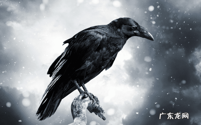 家中有鸟筑巢好不好 乌鸦在家筑巢好不好