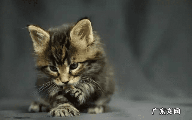 家中有鸟筑巢好不好 乌鸦在家筑巢好不好