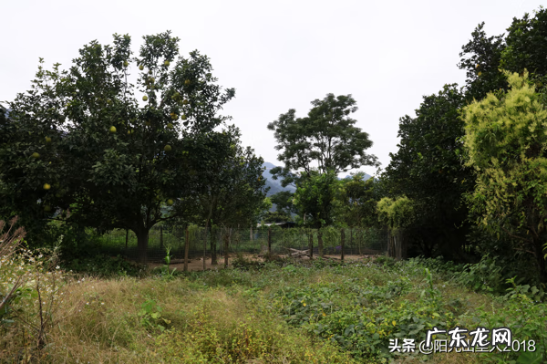 江西杨公风水村 杨公阳山小江风水记载