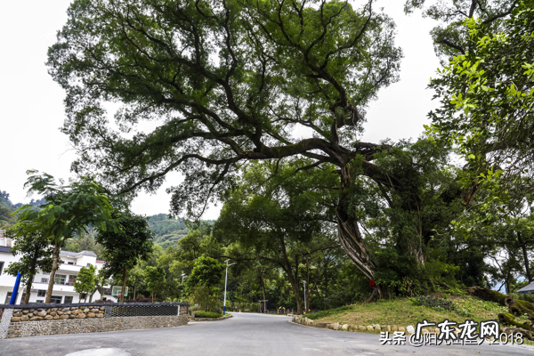 江西杨公风水村 杨公阳山小江风水记载