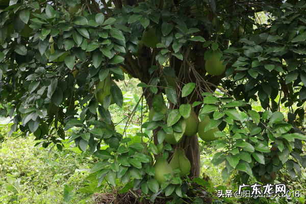 江西杨公风水村 杨公阳山小江风水记载