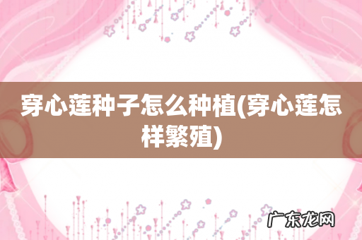 穿心莲怎样繁殖 穿心莲种子怎么种植