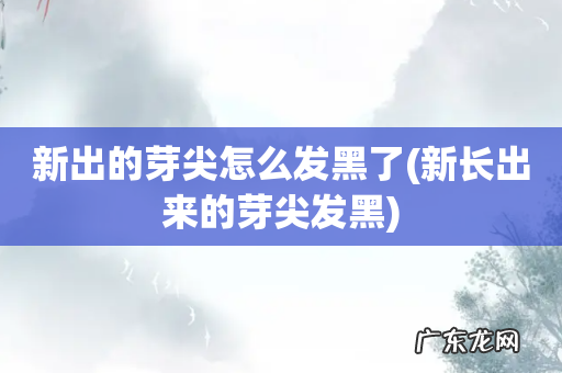 新长出来的芽尖发黑 新出的芽尖怎么发黑了