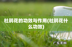 杜鹃花什么功效 杜鹃花的功效与作用