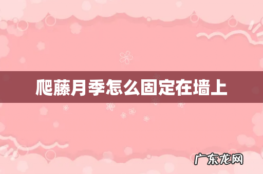 爬藤月季怎么固定在墙上