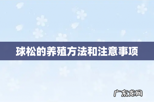球松的养殖方法和注意事项