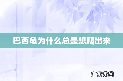 巴西龟为什么总是想爬出来