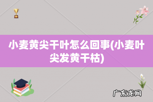 小麦叶尖发黄干枯 小麦黄尖干叶怎么回事