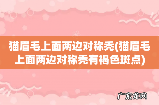 猫眉毛上面两边对称秃有褐色斑点 猫眉毛上面两边对称秃