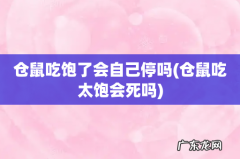 仓鼠吃太饱会死吗 仓鼠吃饱了会自己停吗