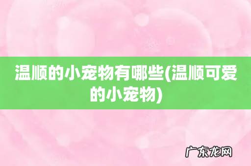 温顺可爱的小宠物 温顺的小宠物有哪些
