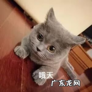 郑家看风水 郑清风风水