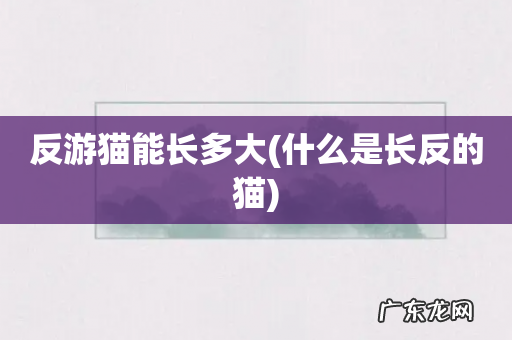 什么是长反的猫 反游猫能长多大