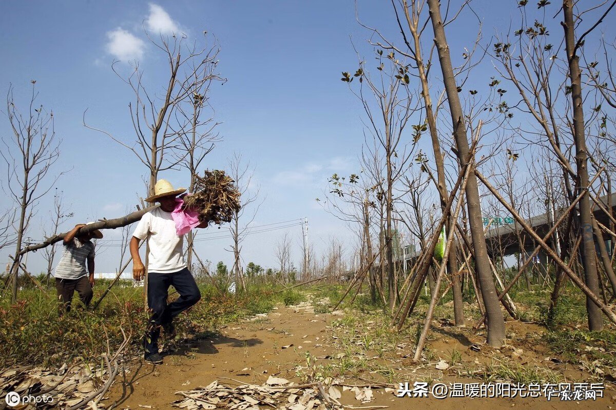 桔子树的风水作用 桔子树 风水