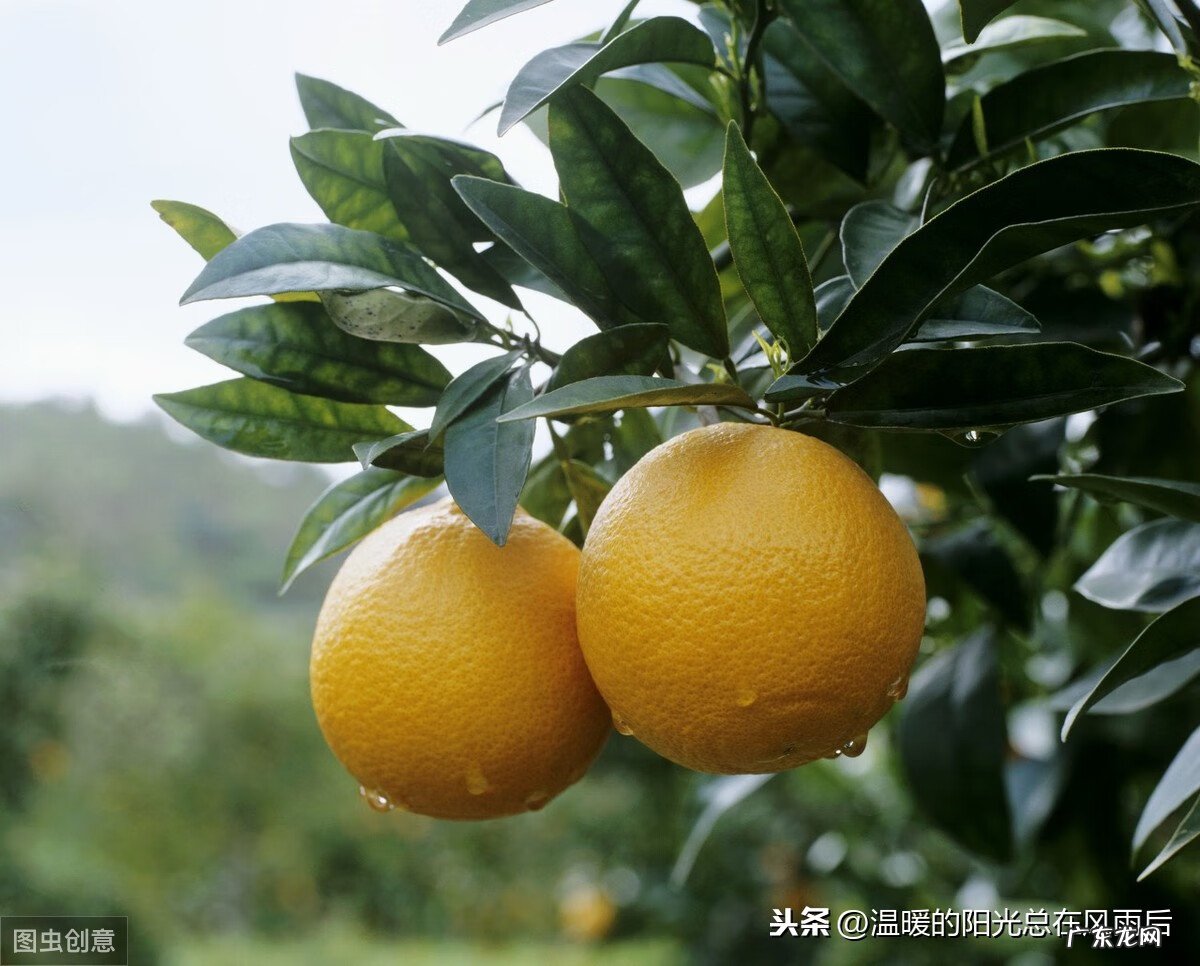 桔子树的风水作用 桔子树 风水
