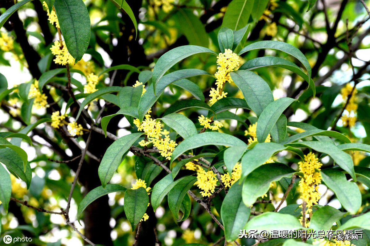 桔子树的风水作用 桔子树 风水