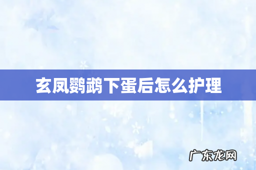 玄凤鹦鹉下蛋后怎么护理