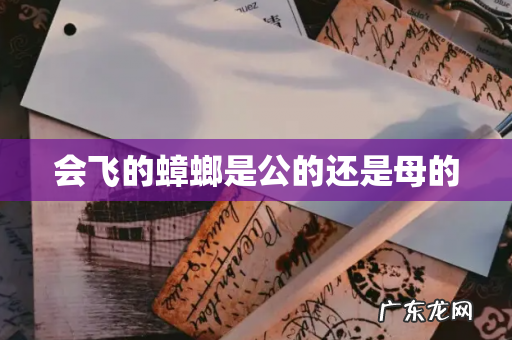 会飞的蟑螂是公的还是母的