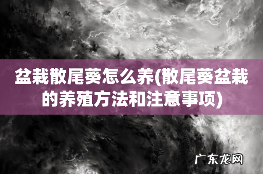 散尾葵盆栽的养殖方法和注意事项 盆栽散尾葵怎么养