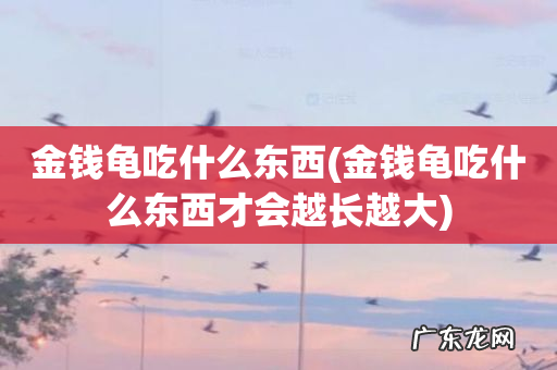 金钱龟吃什么东西才会越长越大 金钱龟吃什么东西